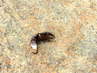 A broken off crab claw on a rock by the ocean