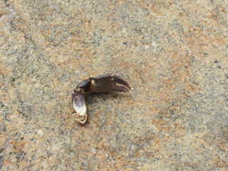 A broken off crab claw on a rock by the ocean