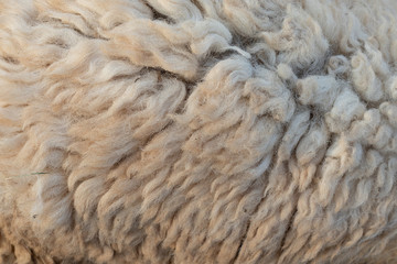 Close up of fur goat texture background.