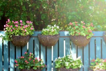 Fototapeta premium Beautiful flowers pot hanging in morning at sunrise on wooden fence