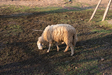 Fototapeta premium Sheep eating grass in farm.