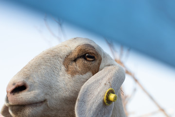 Fototapeta premium Sheep's head./Close up of a sad Sheep´s head!