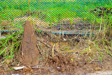 anthill cone shape near the house fence