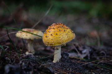 Forest Mushroom