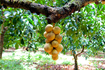 lansium parasiticum on the branch (Long Gong),Thailand