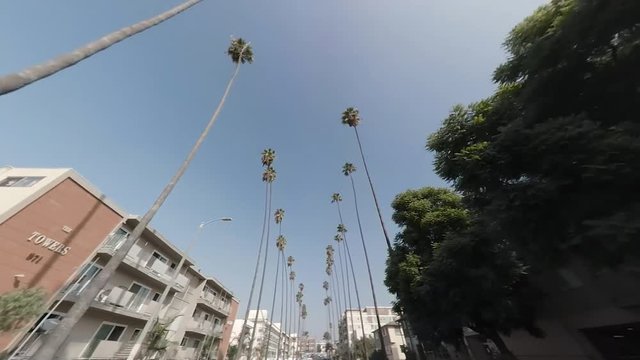 Palm Trees & Apartments, Tilt Up. Car shot, angle tilting up to look at the palm trees moving against the sky.