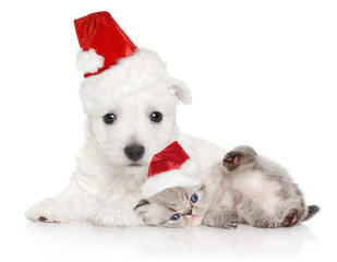 Puppy and kitten in Santa red cap on white