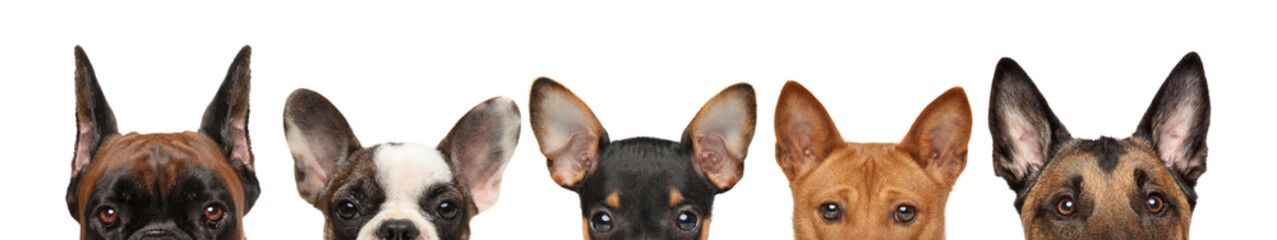 Large group of dog puppies half-face - obrazy, fototapety, plakaty