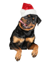 Happy rottweiler dog above banner in Santa red cap
