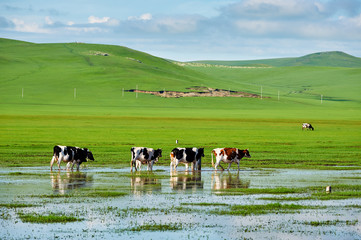 Naklejka na ściany i meble The cattles in river in summer grassland.