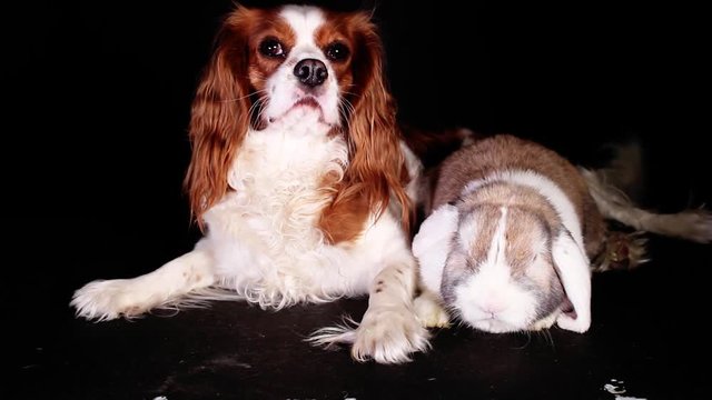 Dog and rabbit together. Animal friends.