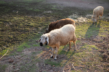 Obraz premium Sheep eating grass in farm.