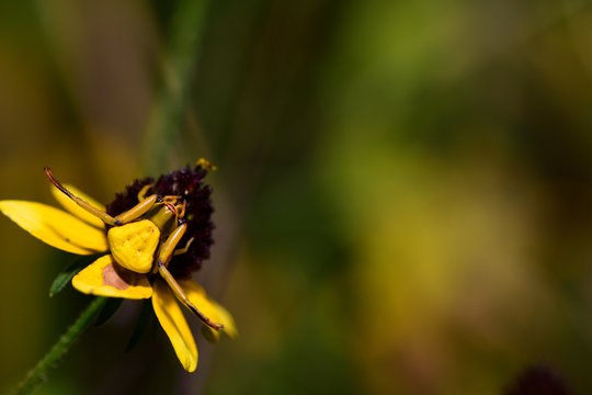 Misumenoides formosipes