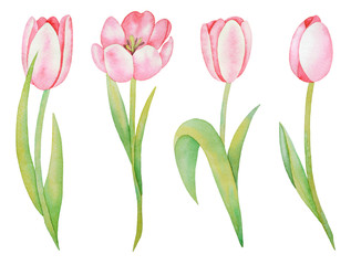 Illustration of watercolor hand drawn set of pink tulips isolated on white background. Spring flowers. Invitations, save the date cards, fabric, wallpaper, scrapbook, greeting card design. 