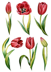 Obraz premium Illustration of watercolor hand drawn set of colorful red tulips isolated on white background. Spring flowers. Card for Mothers day, 8 March, wedding. 