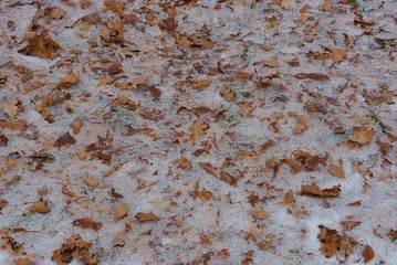natural texture of dry brown fallen leaves in white snow in the park