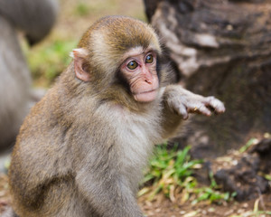 Baby snow monkey looking into distance