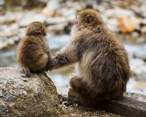 Baby snow monkey and mother looking into distance