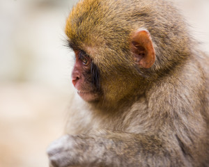 baby monkey face profile