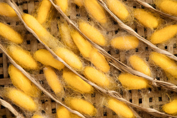 Cocoon, Golden Silk,Close up silkworm cocoon in basket 
