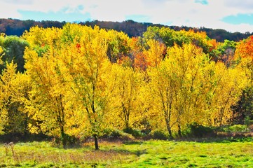yellow autumn