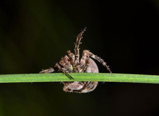 A small Orb Weaver spider crawling on a narrow plant stem at night during Springtime in Houston, TX.