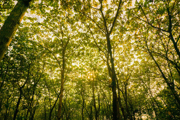 jati forest jungle tree with orange sky in pekalongan central java