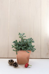 冬のインテリア・もみの木と松ぼっくり