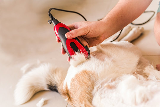 Grooming hair of a mixed breed dog
