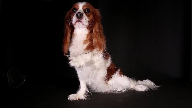 Cavalier king charles spaniel puppy dog trained pet video