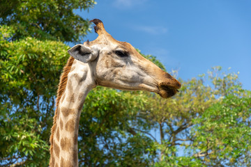 Giraffe in the zoo on green background, detail of head