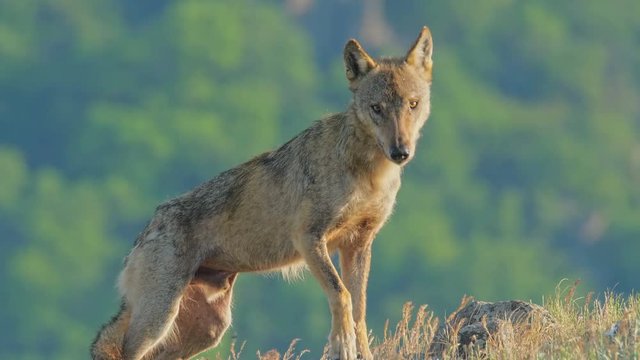 Male Woolf hunting prey and eating carcass in the mountain