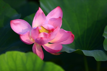 Blooming lotus flower, very beautiful
