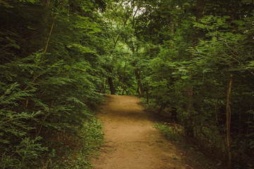 path in the forest