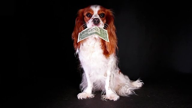 Dog animal pet holding one dollar bill american money