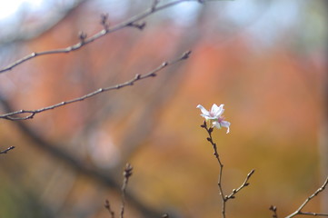 ポツンと咲く、四季桜
