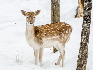 Young deer in the new November snow