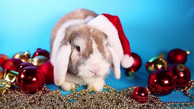 Christmas lop rabbit bunny with santa hat.