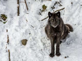 Obraz premium Black Wolves with Fantastc Yellow Eyes Looking at the Camera