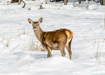 Female Deer Looking at the Camera in a field Covered by Early November Snow