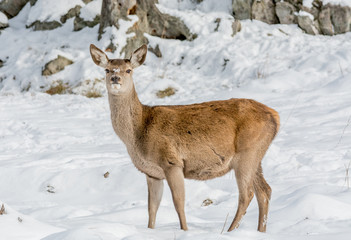 Naklejka na ściany i meble Alerted Female Deer Looking at the Camera in a field Covered by Early November Snow
