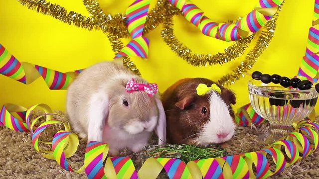 New year's eve happy new year animal concept. Rabbit cavy party