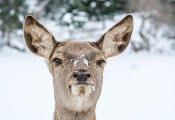 Front View of a Young Deer in a Snowy Decor.
