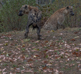 Earth Toned Fur on a Pair of Spotted Hyenas in a Field