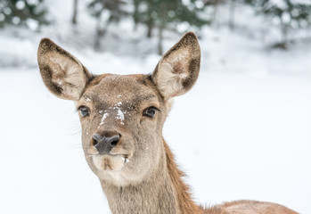 Yound Deer Looking Concentrate on Something Ahead the Way