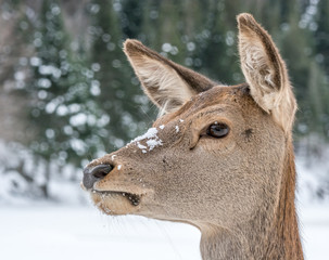 Profile View of a Young Deer in a Snowy Decor.
