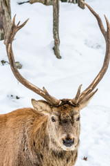 Naklejka na ściany i meble Male Elk Looking Foward for a Christmas Sleigh Ride
