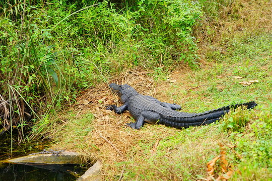 sleeping alligators in everglades national park