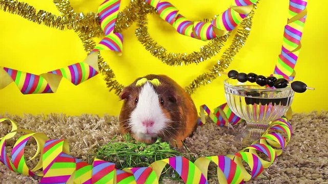 New year's eve happy new year animal concept. Guinea pig cavy.