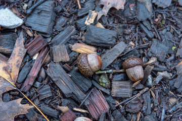 acorns